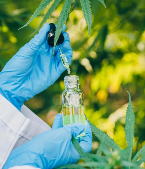 sativa-cannabis-or-hemp-oil-extract-from-marijuana-DVYZ4TK-1.jpg sativa-cannabis-or-hemp-oil-extract-from-marijuana-DVYZ4TK-1.jpg